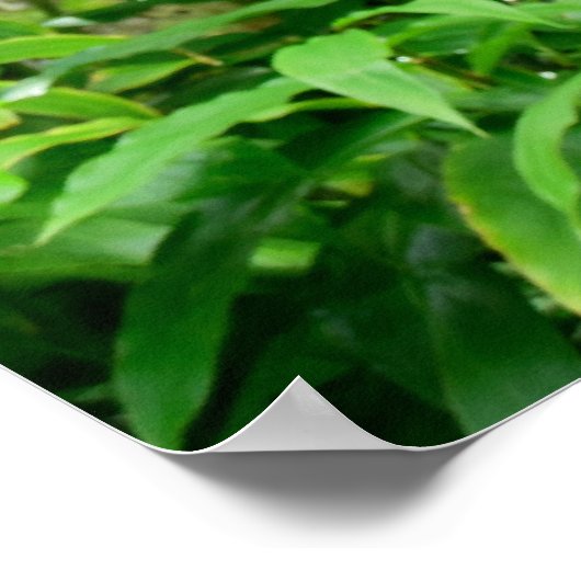 ハワイアン熱帯雨林 ポスター (角)