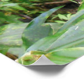 ハワイアン熱帯雨林 ポスター (角)