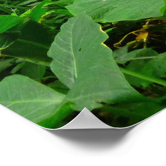 ハワイアン熱帯雨林 ポスター (角)