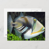 ハワイアン熱帯魚はがき ポストカード (正面/裏面)