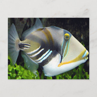 ハワイアン熱帯魚はがき ポストカード
