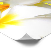 ハワイアン白プルメリア花黄 ポスター (角)