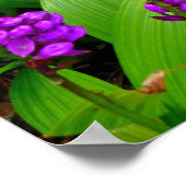 ハワイアン蘭 ポスター (角)