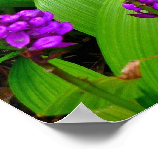 ハワイアン蘭 ポスター (角)