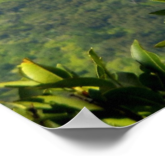 ハワイアン虹 ポスター (角)