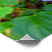 ハワイアン野生の花 ポスター (角)