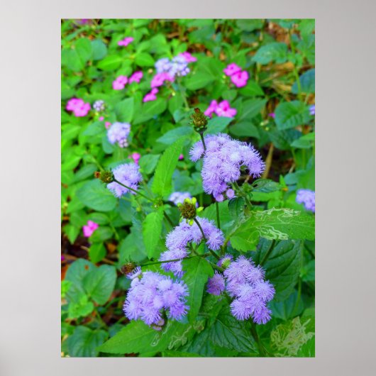 ハワイアン野生の花 ポスター (正面)