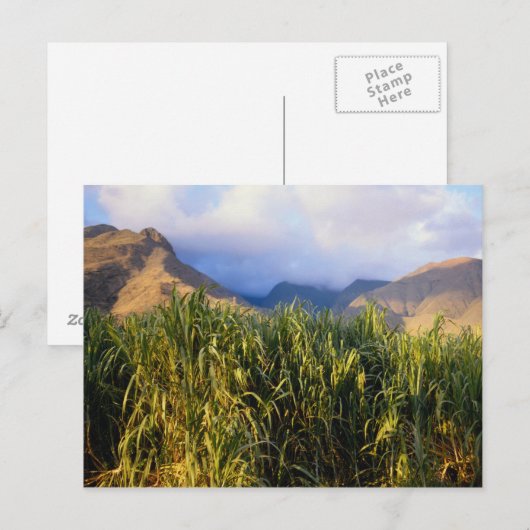 ハワイアン風景 ポストカード (正面/裏面)