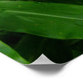 ハワイアン黄生姜 ポスター (角)