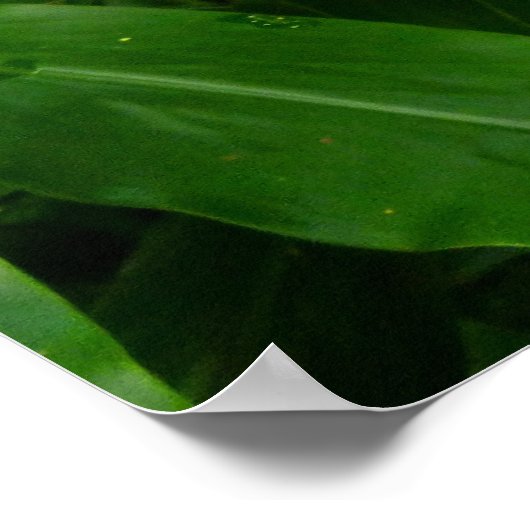 ハワイアン黄生姜 ポスター (角)