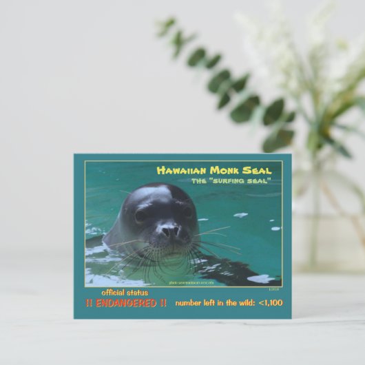ハワイアン モンクアザラシは絶滅の危機に瀕している = ポストカード (スタンド正面)