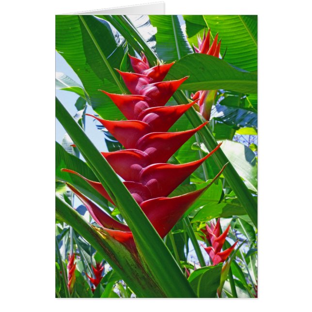 ハワイアンHeliconia (正面)