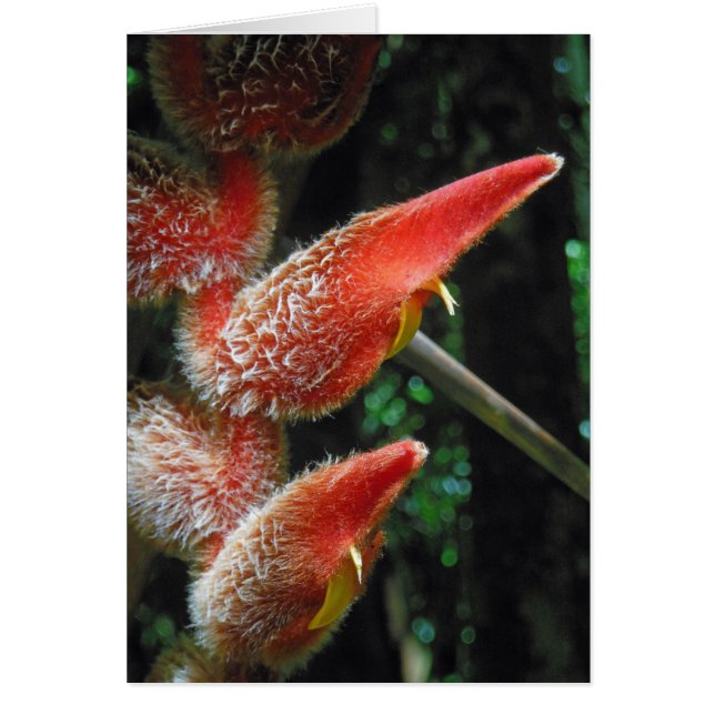 ハワイアンHeliconia (正面)