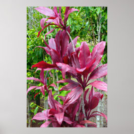 ハワイアンTiプラントポスター ポスター