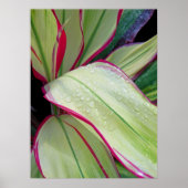 ハワイアンTi植物 ポスター (正面)