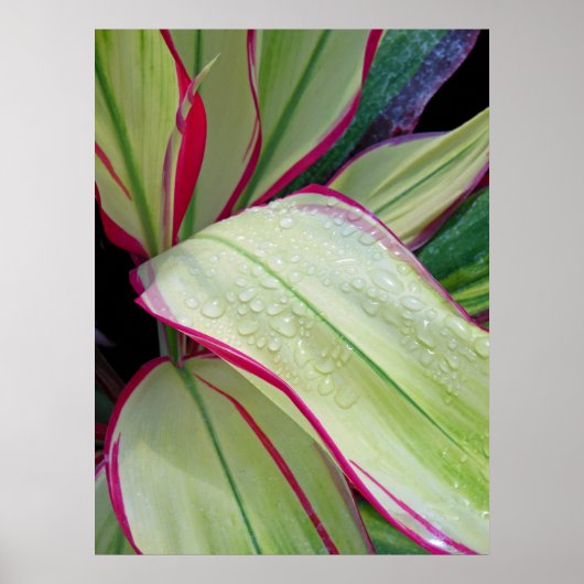 ハワイアンTi植物 ポスター (正面)