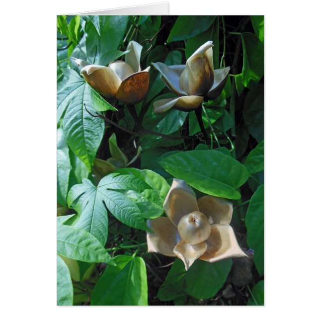 ハワイアンWoodrose (正面)