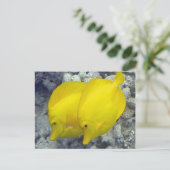 ハワイイエロータンフィッシュ ポストカード (スタンド正面)