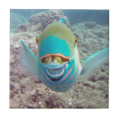 ハワイオウム タイル (正面)