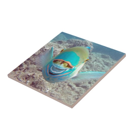 ハワイオウム タイル (側面)