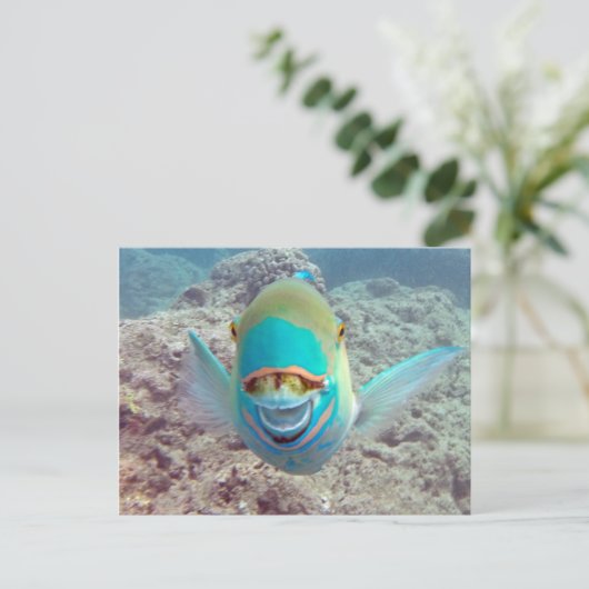 ハワイオウム ポストカード (スタンド正面)