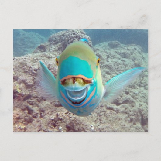 ハワイオウム ポストカード (正面)