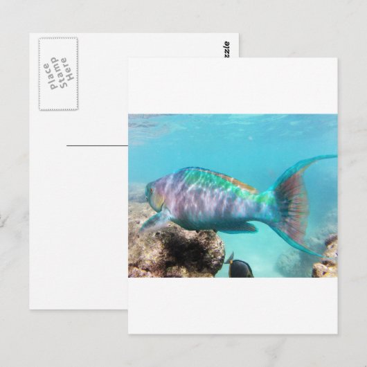 ハワイオウム ポストカード (正面/裏面)