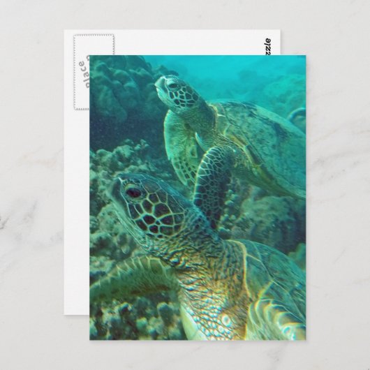 ハワイグリーンウミガメ ポストカード (正面/裏面)