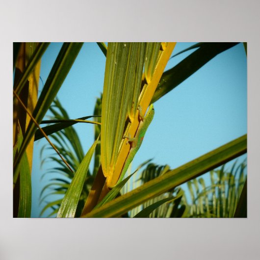 ハワイゲコヤシの木 ポスター (正面)