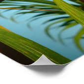 ハワイゲコヤシの木 ポスター (角)