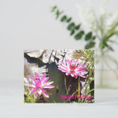 ハワイズピンクユリ ポストカード (スタンド正面)