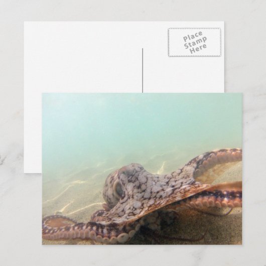 ハワイタコ ポストカード (正面/裏面)