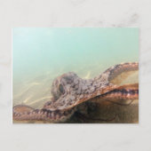 ハワイタコ ポストカード (正面)