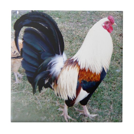 ハワイハナウマベイルースター タイル (正面)