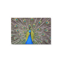 ハワイピーコック