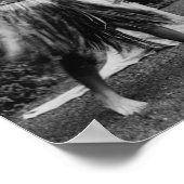 ハワイフラダンサー写真ハワイ ポスター (角)