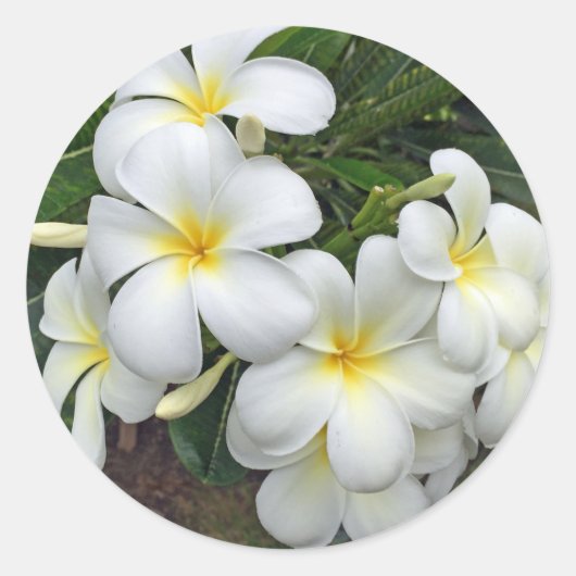 ハワイプルメリアの花 ラウンドシール (正面)
