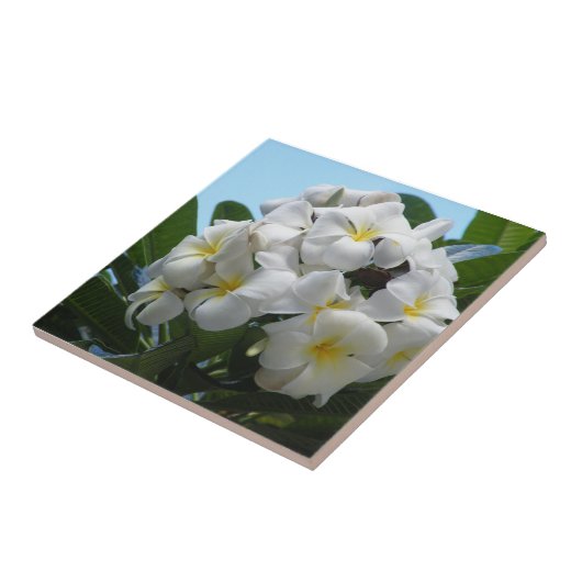 ハワイプルメリア タイル (側面)