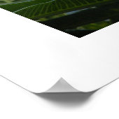 ハワイプルメリア ポスター (角)