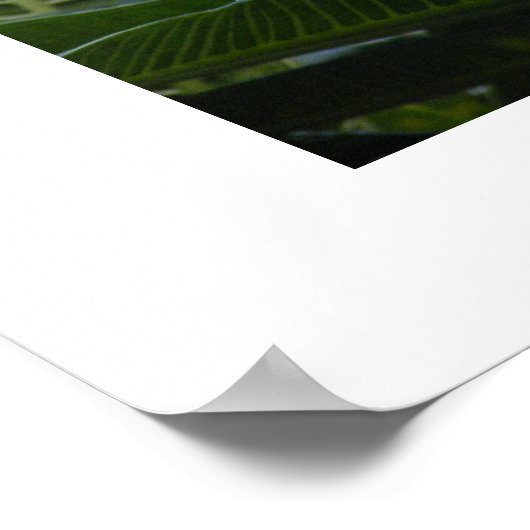 ハワイプルメリア ポスター (角)