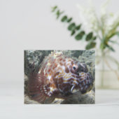 ハワイホークフィッシュ ポストカード (スタンド正面)