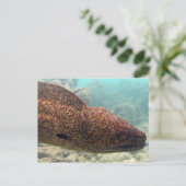 ハワイモレイウナギ ポストカード (スタンド正面)