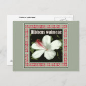 ハワイ出身のハイビスカス・ワイメエ ポストカード (正面/裏面)