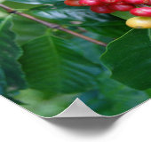 ハワイ州コナコーヒーさくらんぼの熟成 ポスター (角)