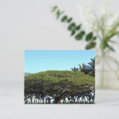 ハワイ州ヒロのビーチでシャワーツリー ポストカード (スタンド正面)