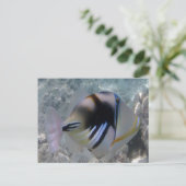 ハワイ州フィッシュ – ヒムフムヌクヌクアプア ポストカード (スタンド正面)