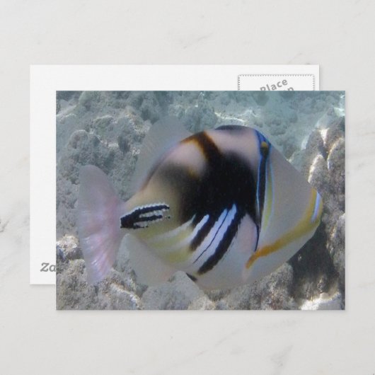 ハワイ州フィッシュ – ヒムフムヌクヌクアプア ポストカード (正面/裏面)