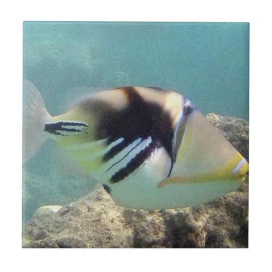 ハワイ州フィッシュ – フムフムヌクヌクアプア タイル (正面)