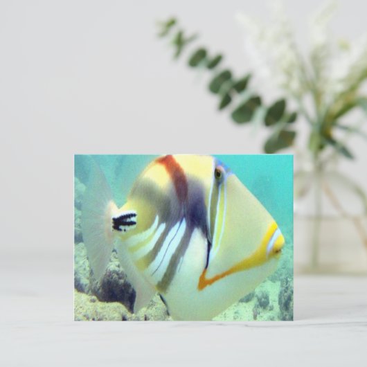 ハワイ州フィッシュ – フムフムヌクヌクアプア ポストカード (スタンド正面)