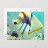 ハワイ州フィッシュ – フムフムヌクヌクアプア ポストカード (正面/裏面)